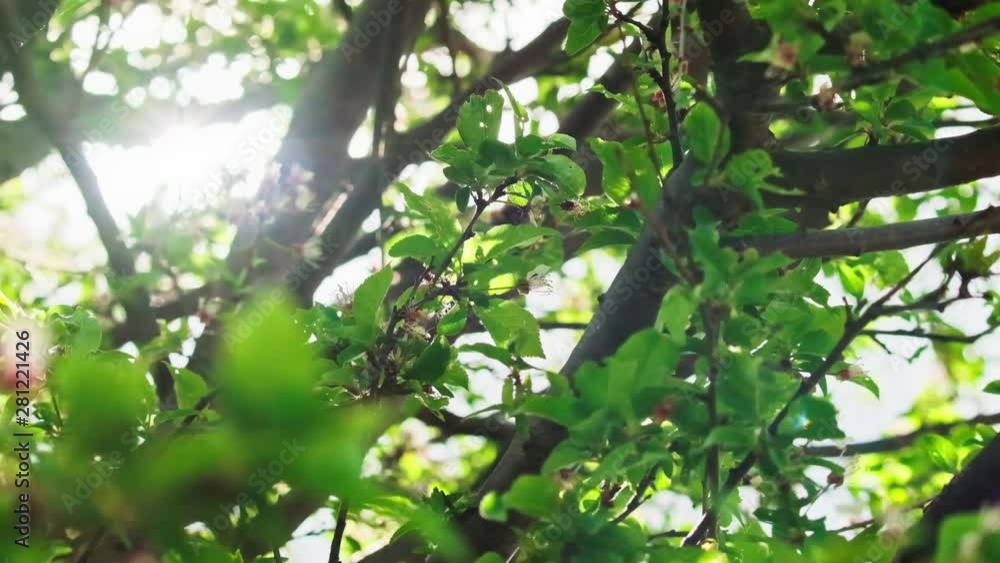 CLose-up of blooming apple tree with green branches and pink flowering under bright sunlight. Summertime. Good harvest. Season. CLose-up of blooming apple tree with green branches and pink flowering under bright sunlight. Summertime. Good harvest. Season.