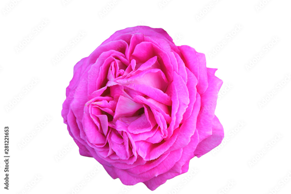 pink rose isolated on white background, scented summer rose pink rose isolated on white background, scented summer rose