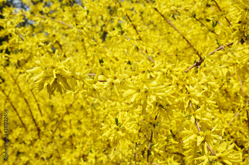 Forsythia or Easter tree blooming