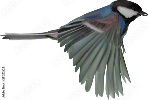 illustration with isolated blue tit in flight