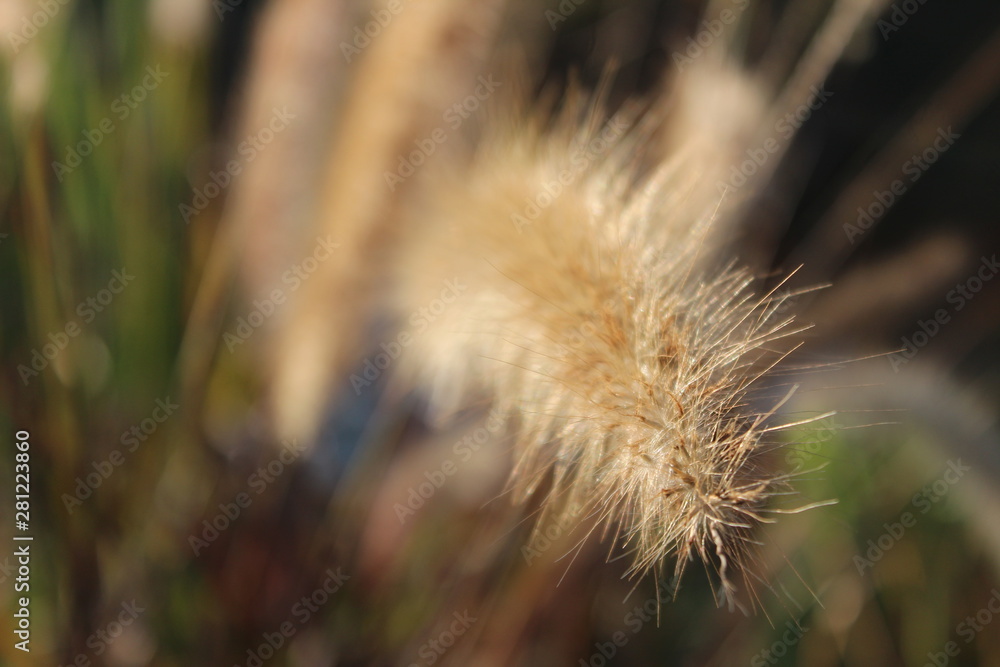 Obraz premium crazy bloom