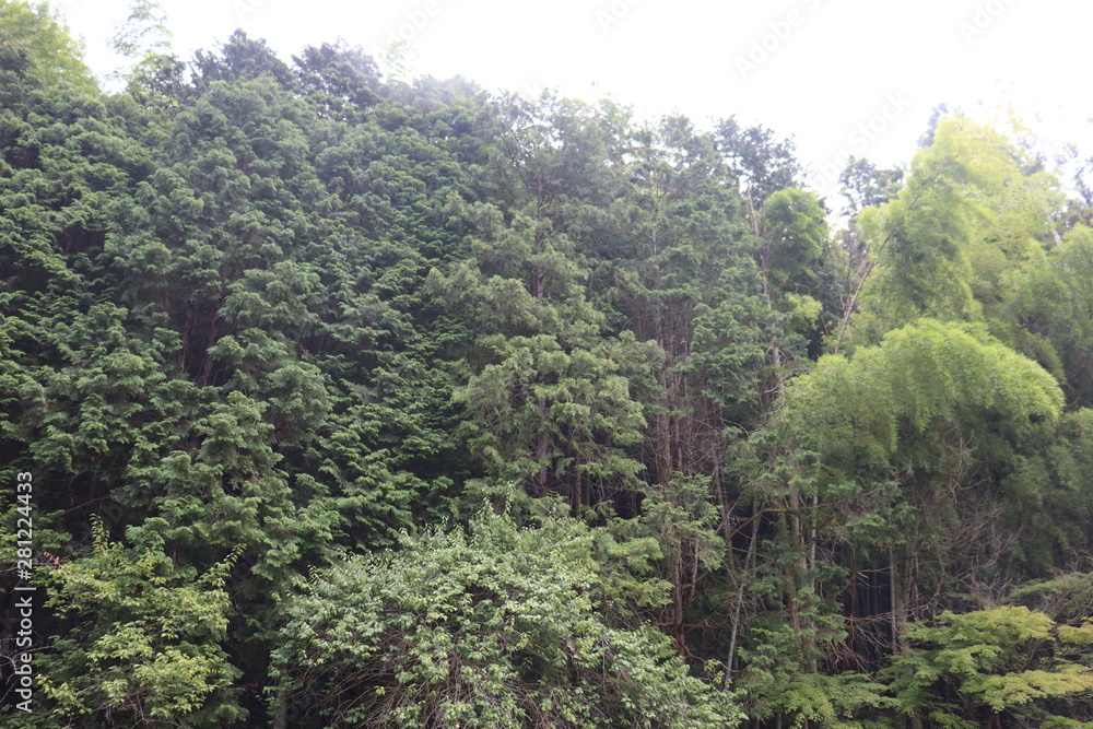 Fototapeta premium 愛知 風景