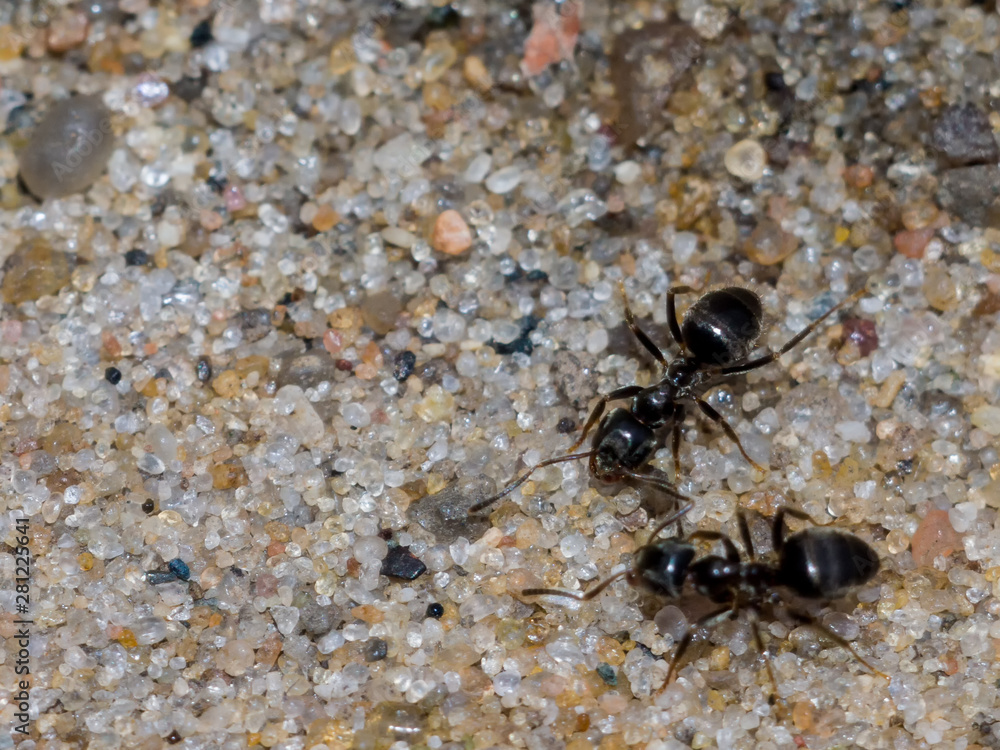macro close up two ants on a sand