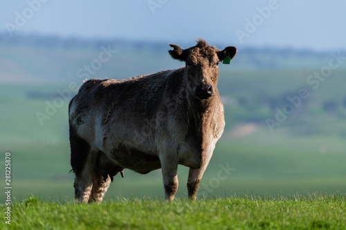  Specked park, Murray Grey and Angus cattle in Australia grazing on grass. in south west Victoria.    photo