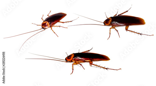Cockroaches on a white background