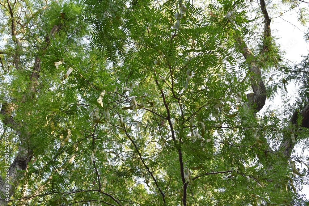 Bottom view of a tree of Wisteria (Floribunda) in the summer, with seeds. Bottom view of a tree of Wisteria (Floribunda) in the summer, with seeds.