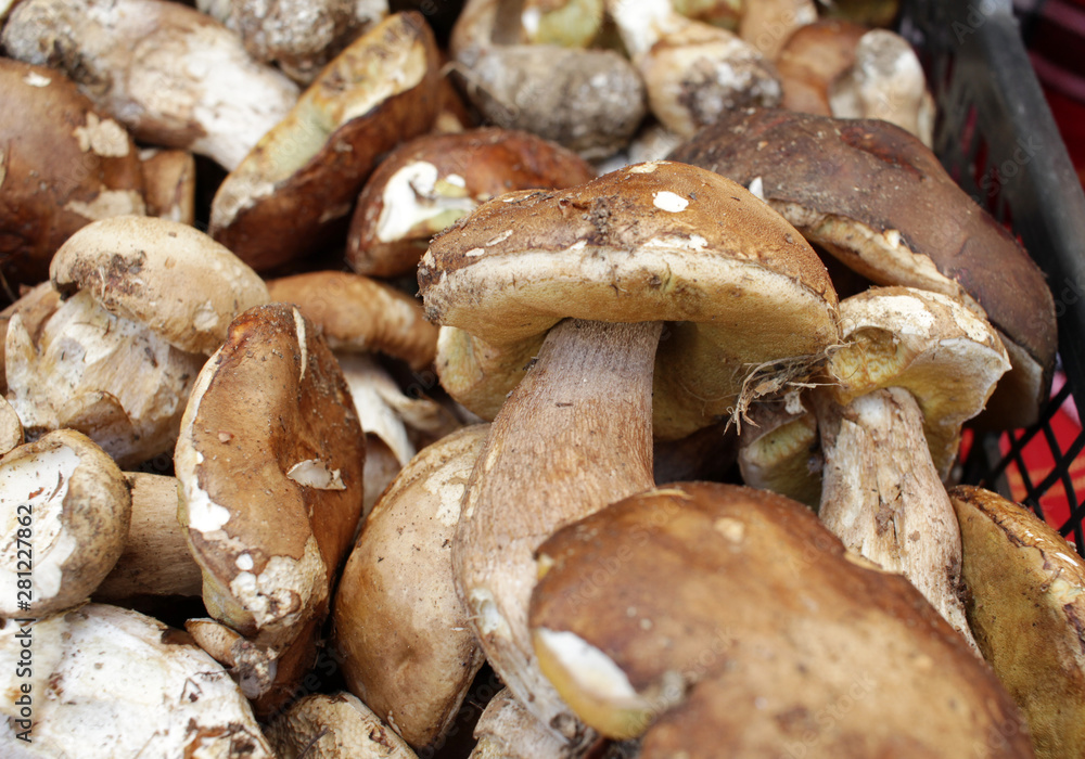 Boletus edible mushrooms. Forest fungi Boletus. Nature background texture. Boletus edulis. Boletus edible mushrooms. Forest fungi Boletus. Nature background texture. Boletus edulis.