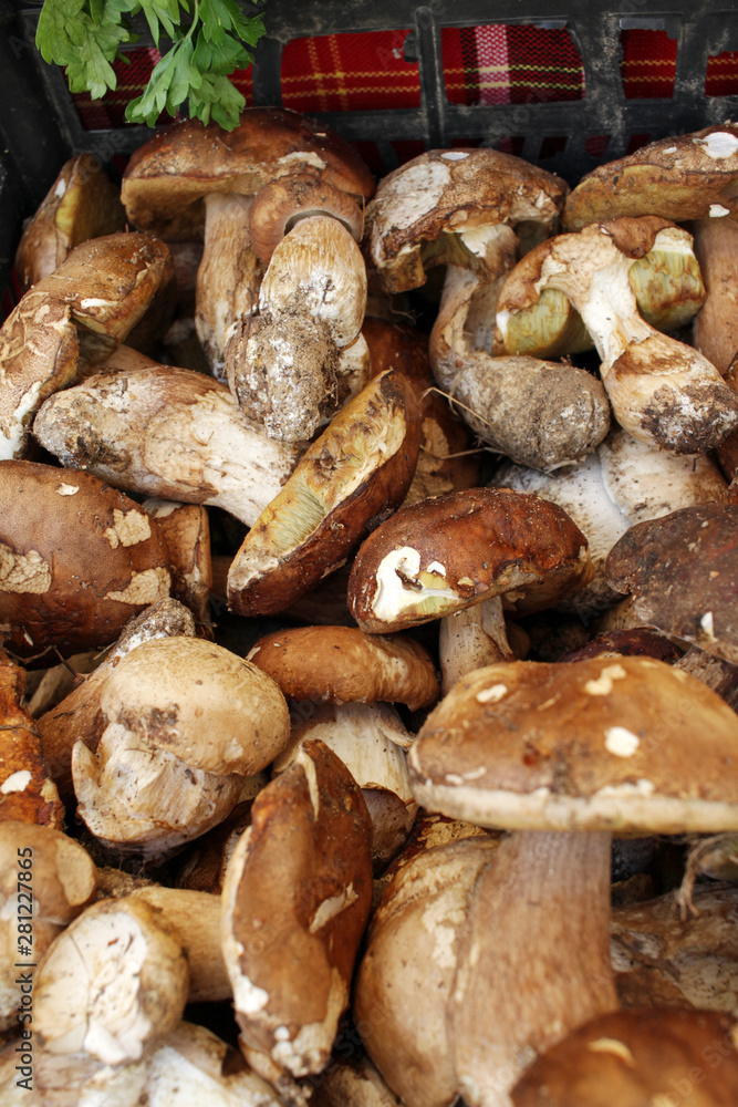 Boletus edible mushrooms. Forest fungi Boletus. Nature background texture. Boletus edulis. Boletus edible mushrooms. Forest fungi Boletus. Nature background texture. Boletus edulis.