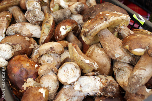 Boletus edible mushrooms. Forest fungi Boletus. Nature background texture. Boletus edulis. 