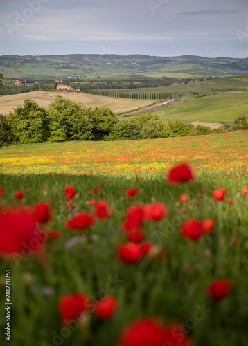 Poppies field near San Quirico d Orcia  Tuscany  Italy