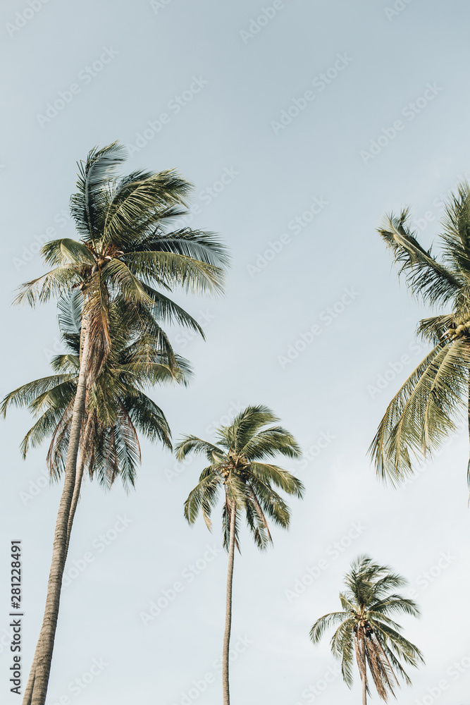 Lonely tropical exotic coconut palm trees against blue sky. Neutral background. Summer and travel concept on Phuket, Thailand.