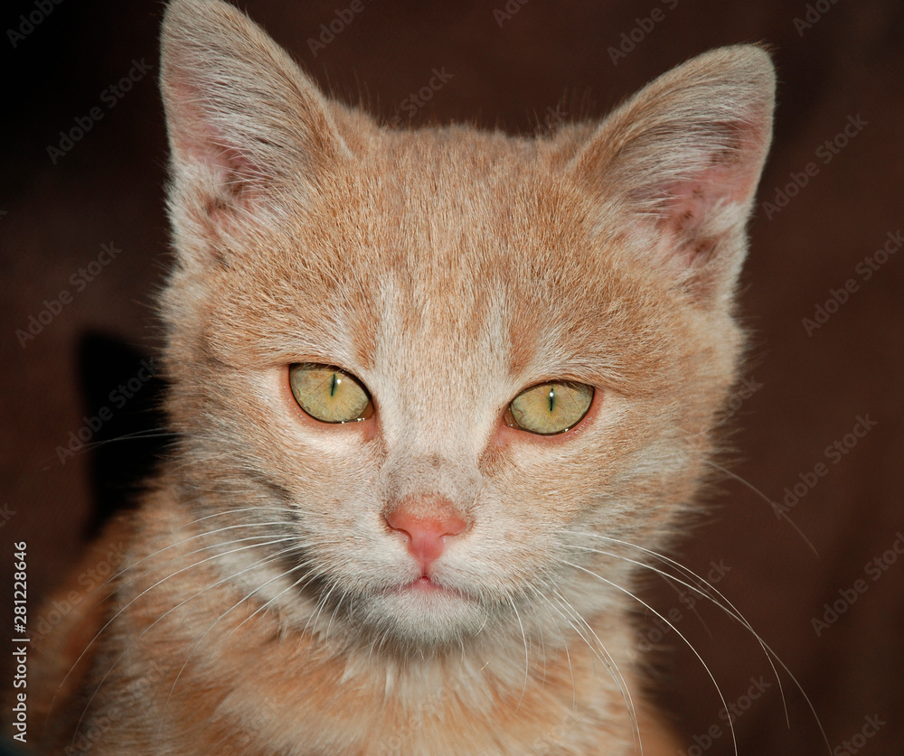 The face of a young ginger tabby kitten 