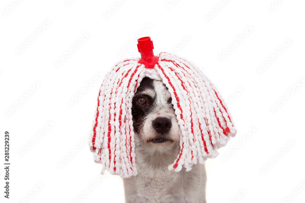 FUNNY DOG DRESSED WITH A MOP WIG FOR CARNIVAL, NEW YEAR OR HALLOWEEN PARTY.  ISOLATED ON WHITE BACKGROUND. Stock Photo | Adobe Stock