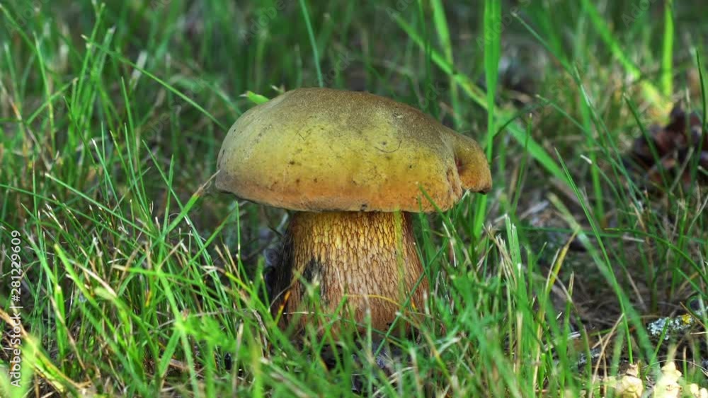 Closeup view of edible forest mushroom Closeup view of edible forest mushroom