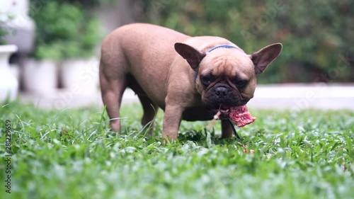 French bulldog eating raw food photo