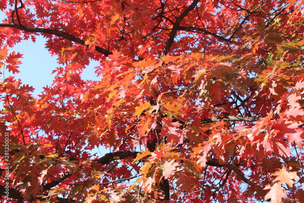 Autumn, red and yellow maple tree, autumnal ornament/