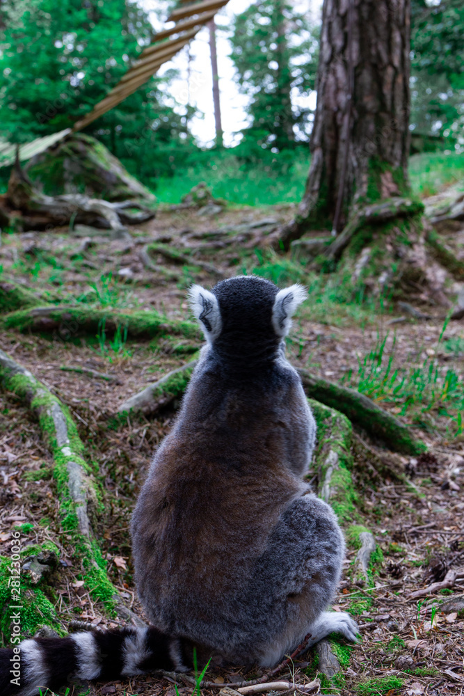Obraz premium Lemur contemplando el bosque