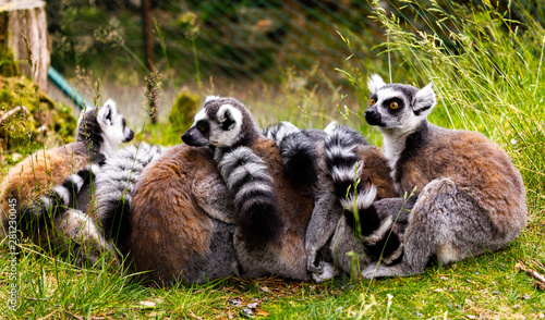 Familia de lemures protegiendose del frio © Eduardo