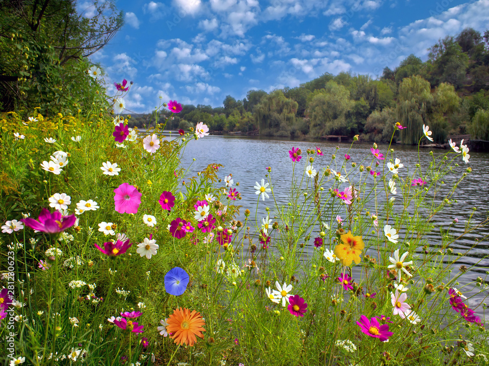 Obraz Beautiful flowers over river