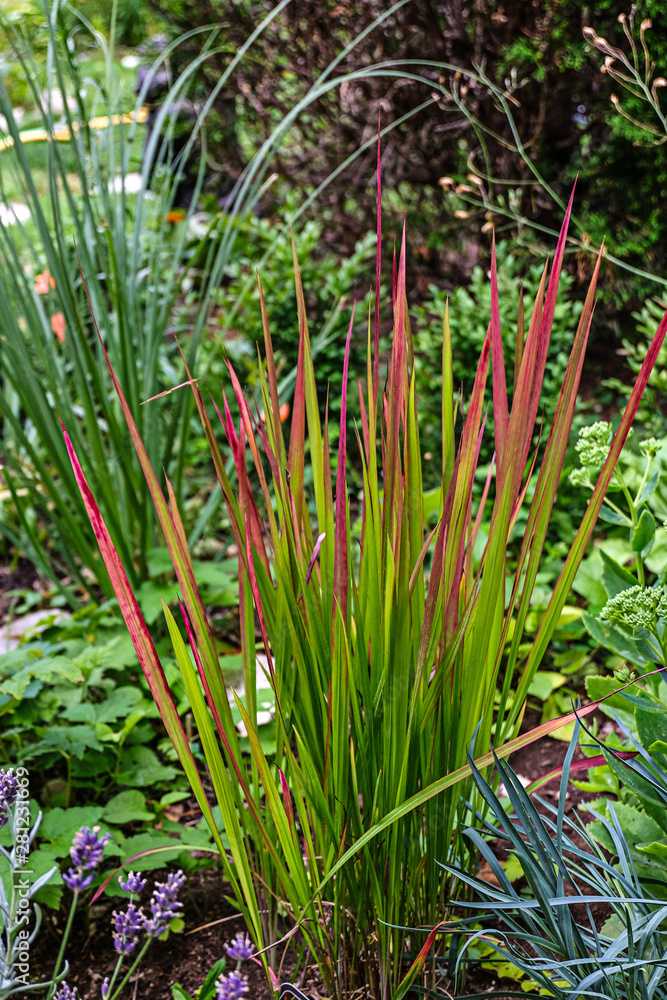 Gras Mit Roten Spitzen