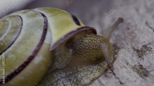 A macro shot of Cepaea nemoralis or Grove snail moving exploring a tree stump with the antennas out and the eyes visible. photo