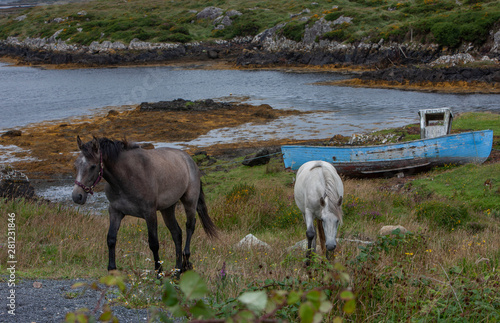 Connemara Ireland horses