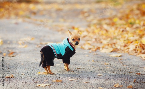 dog in the park, dog, chihuahua