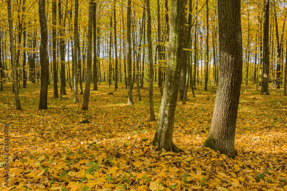 Fototapeta premium Autumnal forest on a sunny day