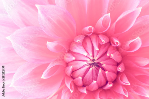 pink flower © Nipaporn
