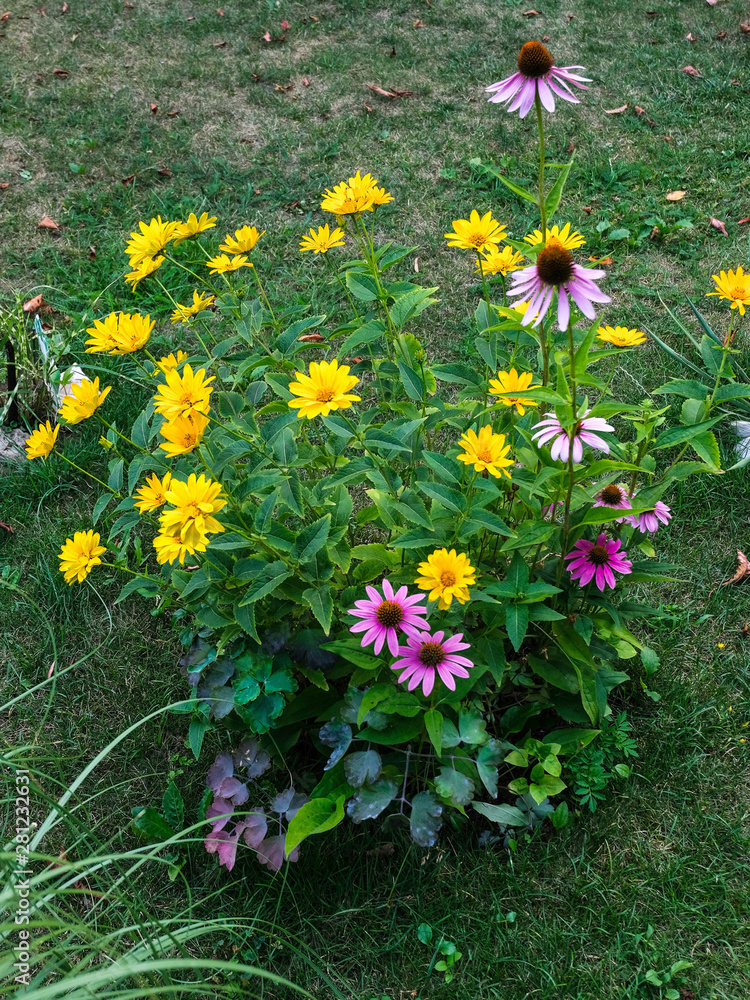 Fototapeta premium Gelbe und Lila Blumen auf dem Rasen