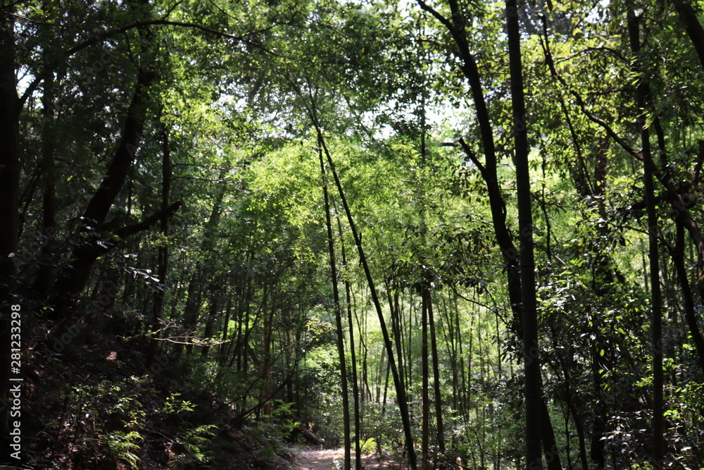 Fototapeta premium 愛知 風景