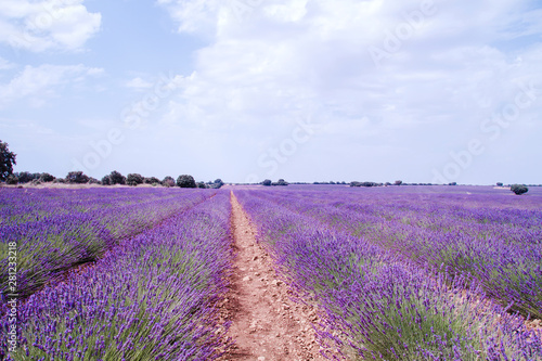 Lavender fields in La Alcarria  Spain