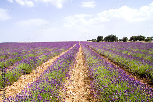 Lavender plantation in La Alcarria  Spain