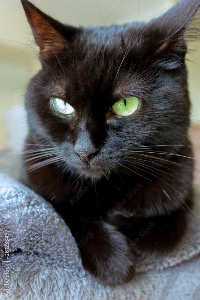 calm black cat rests on a rug
