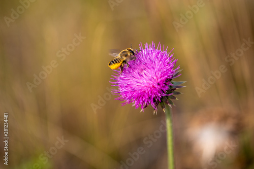 Wasp pollinating thistle (Cárduus) flower on soft nature background.