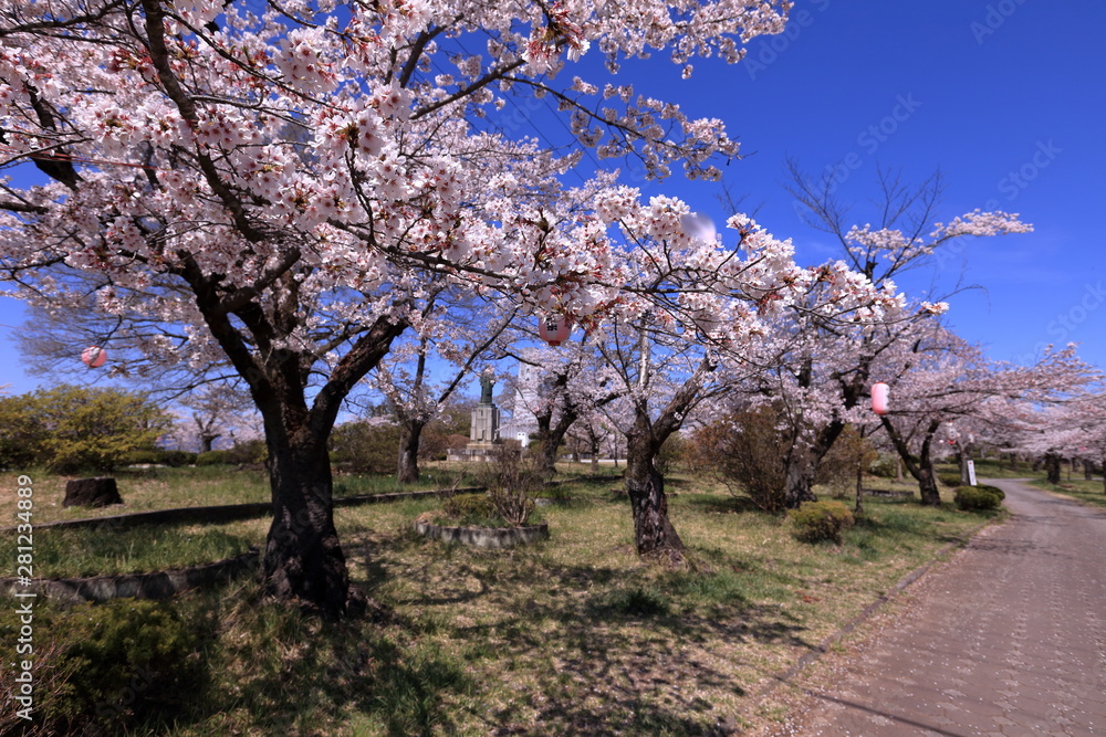 羊山公園の桜