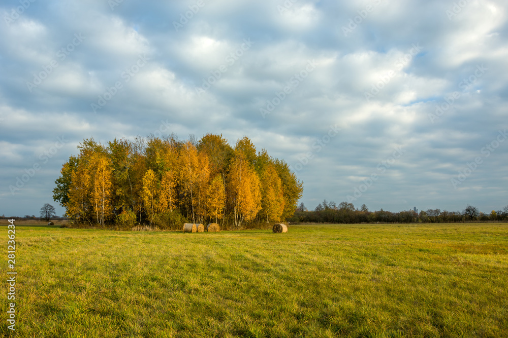 Autumn trees in the meadow