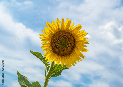 Beautiful sunflower with a cloudscape