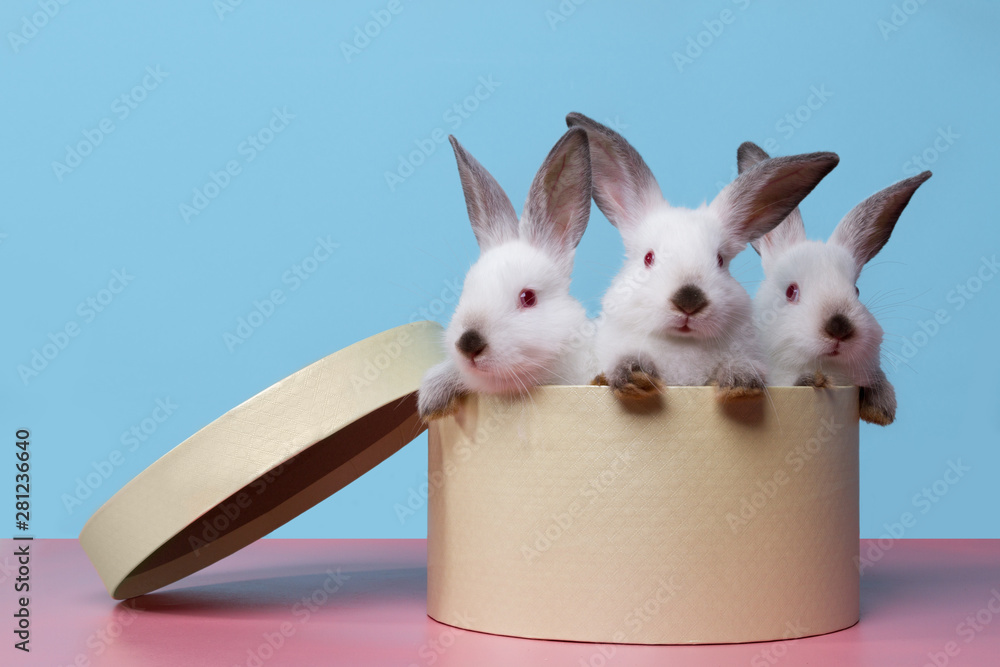 Three small rabbits in a box on a blue and pink background. Concept art ...