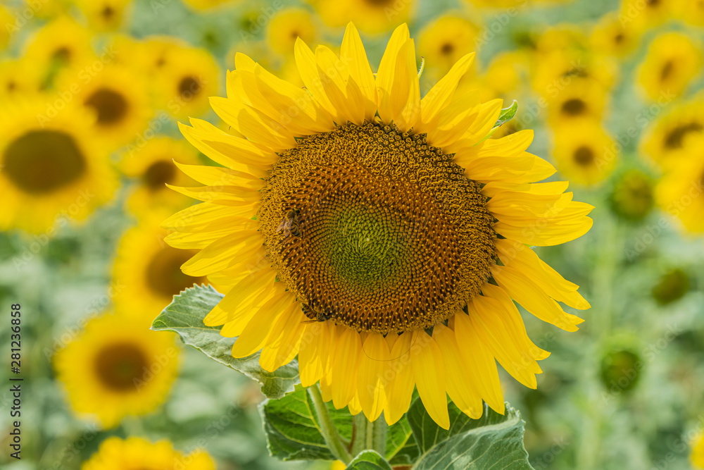 Field of beautiful blooming sunflowers near Valensole