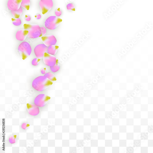 Vector Realistic Pink Petals Falling on Transparent Background.  Spring Romantic Flowers Illustration. Flying Petals. Sakura Spa Design. Blossom Confetti.