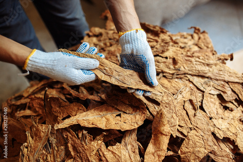 Close-up photo of man hands checking dry tobacco leaves quality
