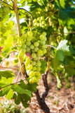 Close-up of a bunch of grapes with the first grapes ripening in an organic vineyard. Traditional agriculture. Sardinia.