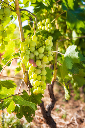 Close-up of a bunch of grapes with the first grapes ripening in an organic vineyard. Traditional agriculture. Sardinia.