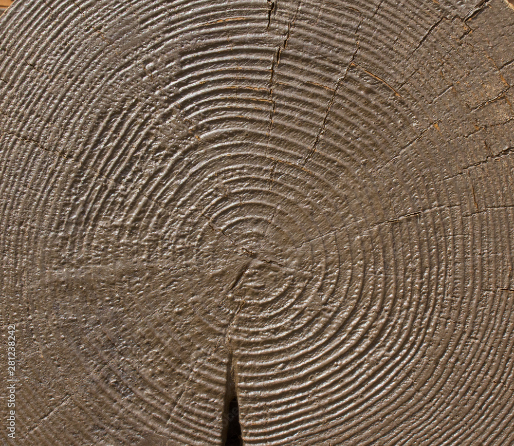 Fototapeta premium log wood tree texture old pattern brown 