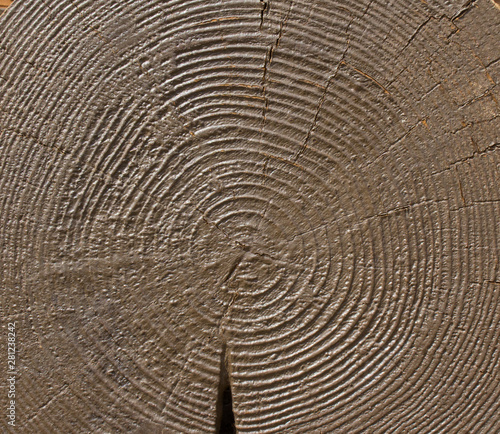 log wood tree texture old pattern brown 