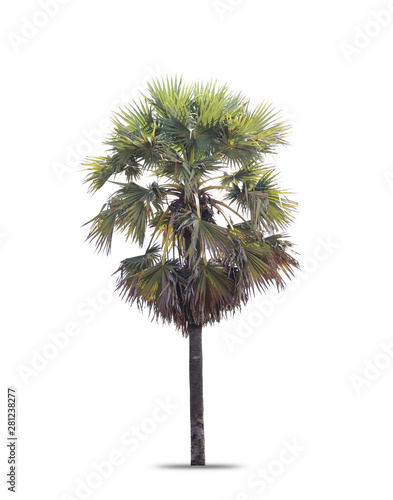 sugar palm tree isolated on white background © naiauss