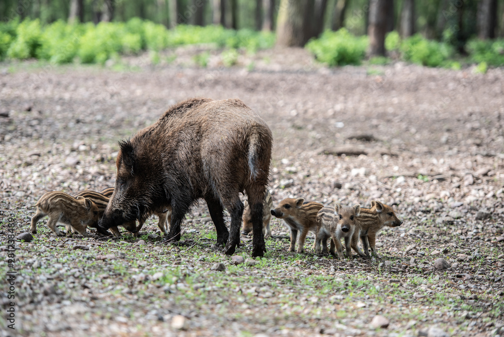 Fototapeta premium Wildschweine und Frischline