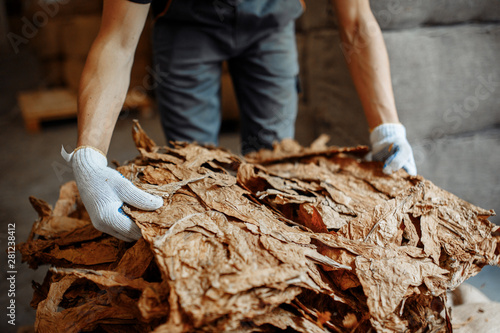 Close-up photo of man hands checking dry tobacco leaves quality © Screaghin