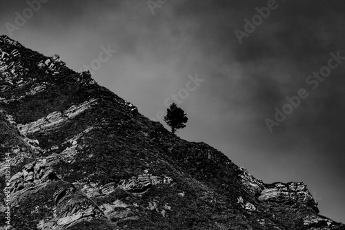 Dolomites / Isolated tree